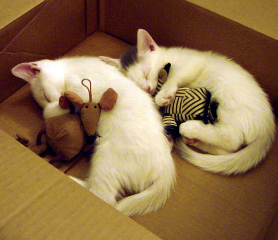 爱游戏app下载-公牛队发布怀旧球衣致敬90年代三连冠王朝，公牛队员名单1998