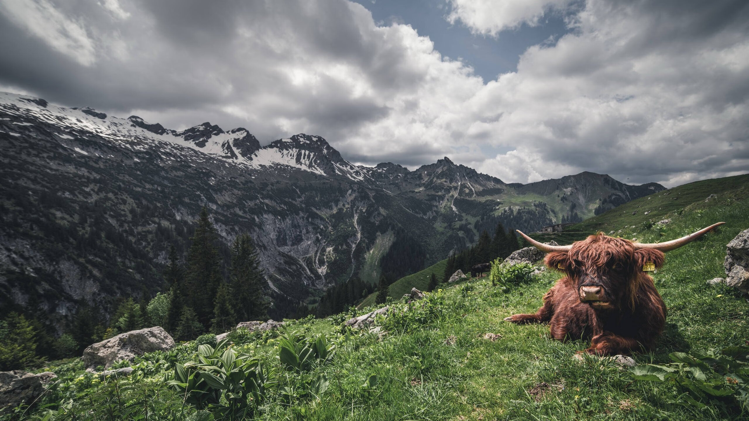 AYX体育-勇士再度夺冠，篮球巨星库里再度成为MVP，勇士队库里几个冠军