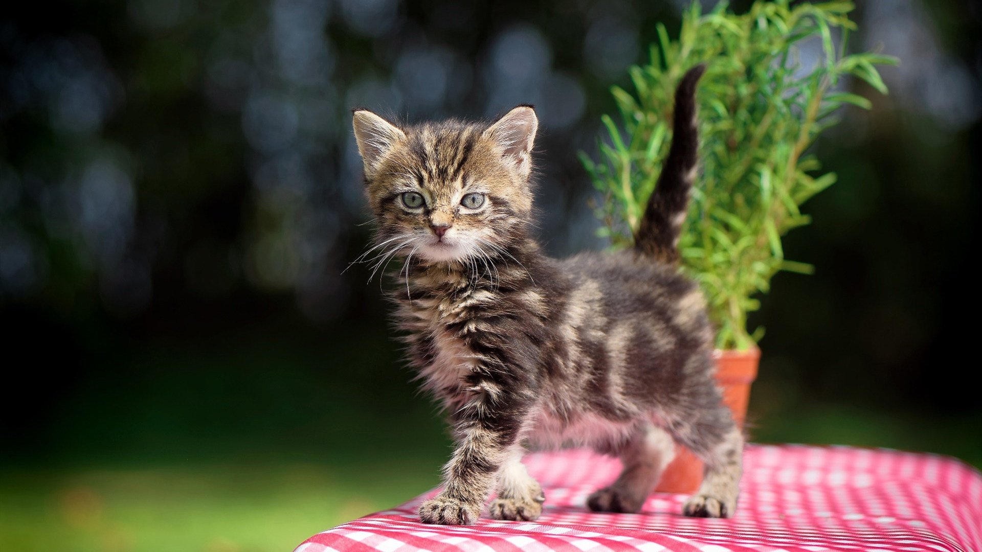 体育新闻中心上线体育内容智能审核系统,最新的体育新闻报道在哪看