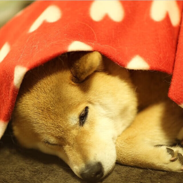 AYX体育-校园篮球竞赛如何与中考高考兼容，校园联赛篮球